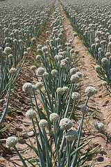 Image showing onion field