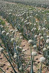 Image showing onion field