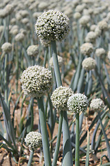 Image showing Onion flowers