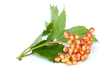 Image showing Viburnum branch with berries