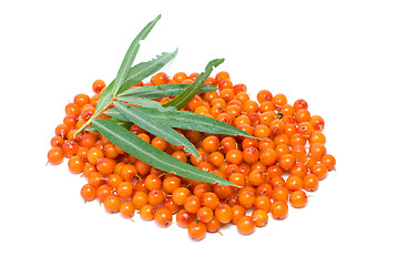 Image showing Pile of sea buckthorn berries and some leaves