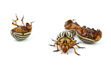 Image showing One alive and three dead colorado potato beetles