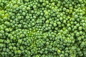 Image showing Broccoli closeup