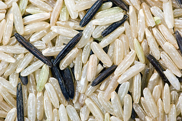 Image showing White and black uncultivated rice (macro)