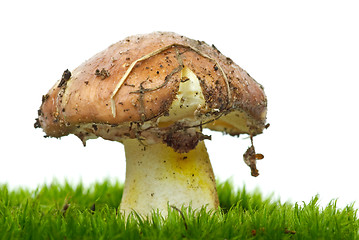 Image showing Yellow boletus growning on the moss