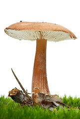 Image showing Toadstool growning on the moss