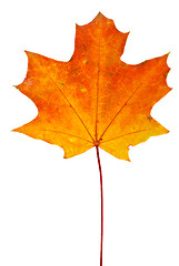 Image showing Orange-red maple leaf isolated on the white background