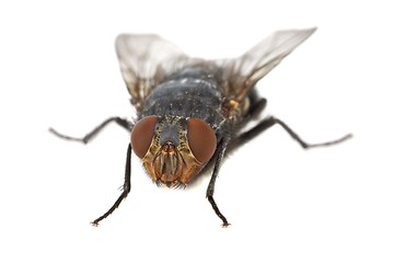 Image showing Fly 