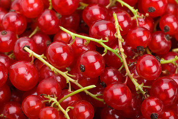 Image showing Redcurrants