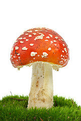 Image showing Fly agaric (Amanita Muscaria) growning on the moss