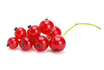 Image showing Redcurrants cluster