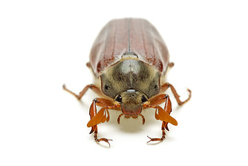 Image showing May-bug (tree beetle, Melontha Vulgaris)