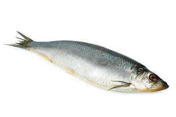 Image showing Salted herring