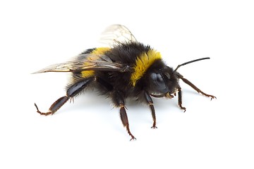 Image showing Crawling bumblebee