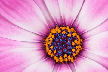 Image showing Pink arctotis flower close-up