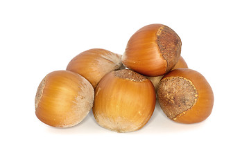 Image showing Few hazelnuts