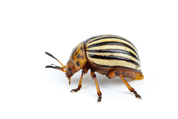 Image showing Colorado potato beetle close-up