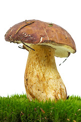 Image showing Boletus growning on the moss