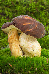 Image showing Boletus badius (Xerocomus badius) mushroom