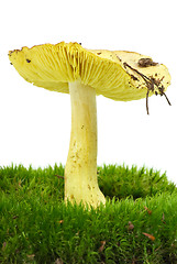 Image showing Starry agaric (Tricholoma flavovirens) growning on the moss