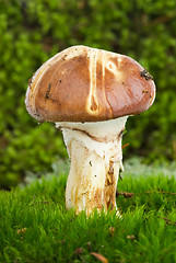 Image showing Yellow boletus mushroom