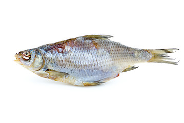 Image showing Dried sea roach fish