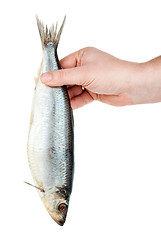 Image showing Hand holding salted herring