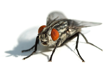 Image showing Big black fly with red eyes