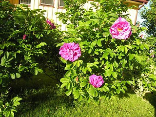 Image showing Roses