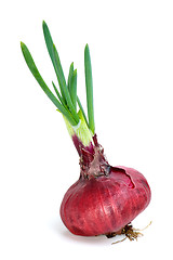 Image showing Sprouted violet onion