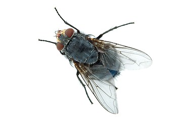 Image showing Big meat fly