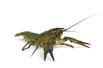 Image showing Crawfish in defensive position