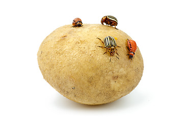 Image showing Potato infested with colorado potato beetles and grubs