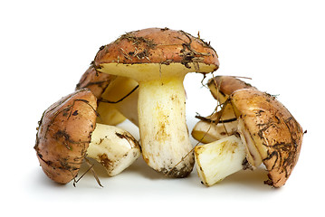 Image showing Few yellow boletus