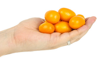 Image showing Hand holding few kumquat fruits