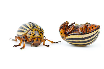 Image showing Live and dead colorado potato beetles