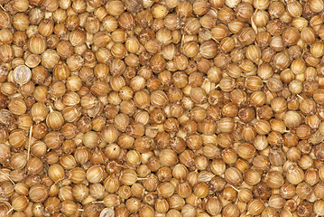 Image showing Coriander seeds spice background