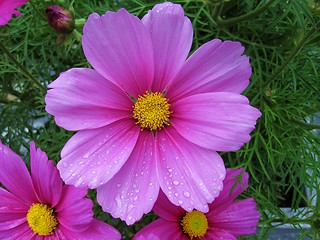 Image showing Pink garden cosmos