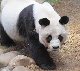 Image showing Giant panda bear walking 