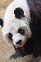 Image showing Giant panda bear walking 