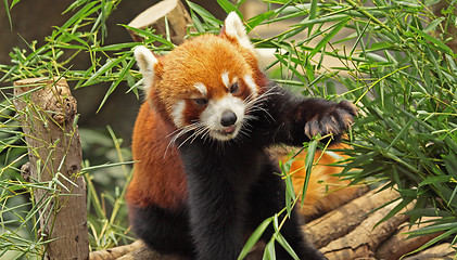 Image showing Red Panda