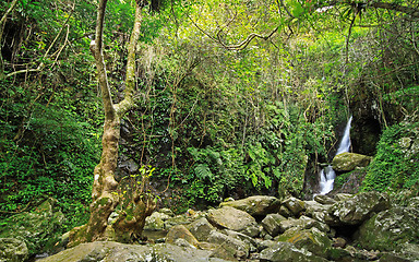 Image showing Hidden rain forest waterfall with lush foliage and mossy rocks 