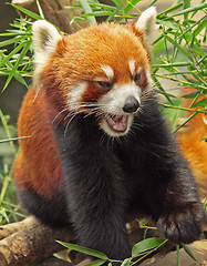 Image showing Red Panda