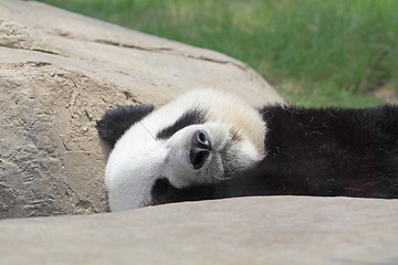 Image showing Sleeping Panda 