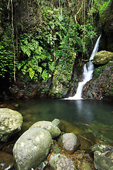 Image showing Waterfall making its way into a pond in the rainforest 