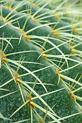Image showing abstract cactus plant 