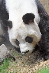 Image showing Giant panda bear walking 