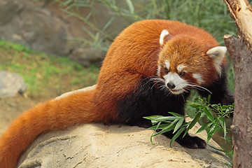 Image showing Red Panda