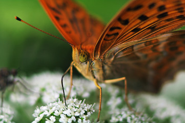 Image showing Heliconiinae (longwings)