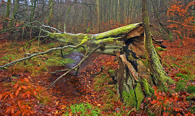 Image showing Fallen tree in autumn